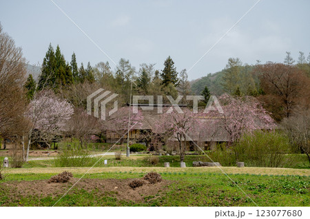 満開のサクラに囲まれた日本の古い民家 遠野市 満開のサクラに囲まれた日本の古い民家 遠野市 123077680