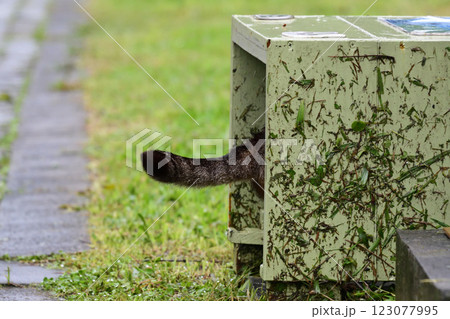 猴硐(ホウトン)猫村 猴硐(ホウトン)猫村 123077995