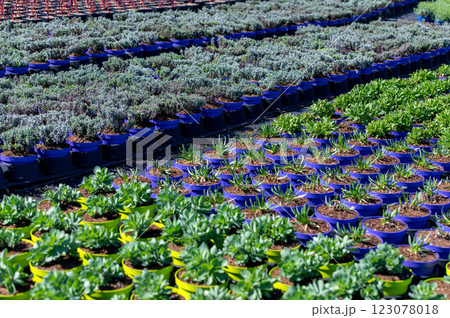 Seedlings nursery is encouraged the growth of seeds and young plants 123078018