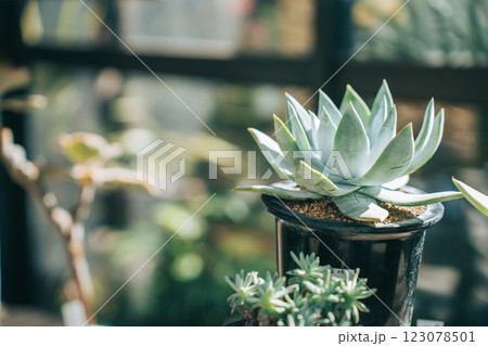 ダドレア：ブリトニー（仙女盃） 123078501