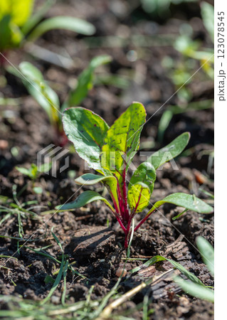 Young green beetroot plans on a path in the vegetable garden 123078545