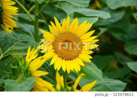 ひまわりさん（北竜ひまわりの里） 123078622