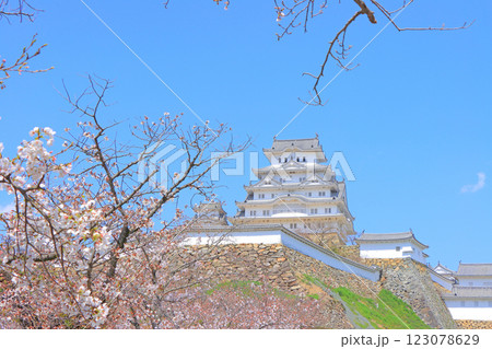 兵庫県姫路市、咲き始めの桜と姫路城の風景 123078629