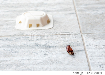 Cockroach near poison bait on a clean kitchen tile 123079091