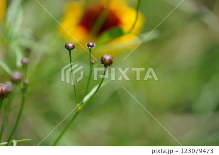 黄色い花 黄色い花 123079473