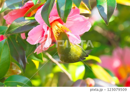 椿の蜜を吸いに来たメジロ 123079509