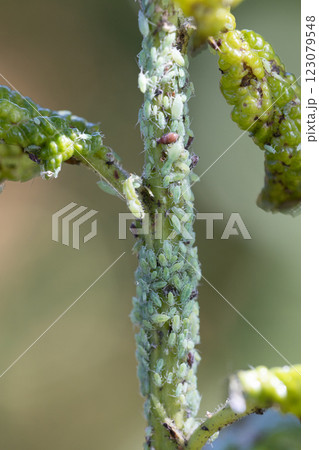 aphid on a young plum shoot 123079548