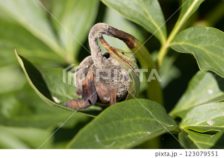 The gray rot on a peony bud 123079551