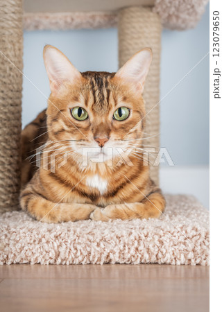 Bengal cat sitting on scratching post Bengal cat sitting on scratching post 123079650
