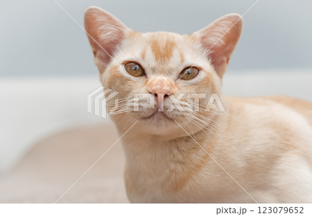 Burmese cat face close-up. 123079652