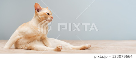 Burmese cat sitting on the bed. Burmese cat sitting on the bed. 123079664