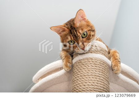 Domestic cat resting on scratching post. 123079669