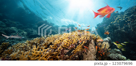 Underwater Tropical Corals Reef with colorful sea fish. Marine life sea world. Tropical colourful underwater seascape. 123079696