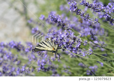 Common lavender 123079823