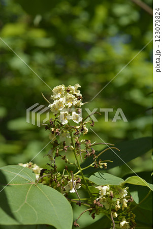 Yellow catalpa 123079824