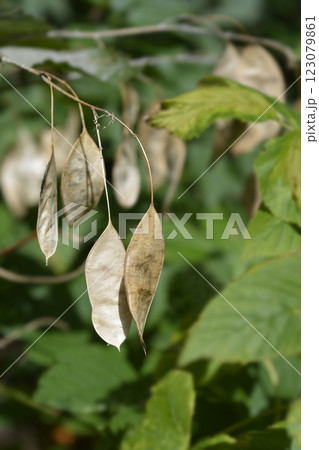 Perennial honesty Perennial honesty 123079861