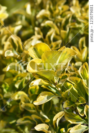 Japanes spindle Aureus 123079881