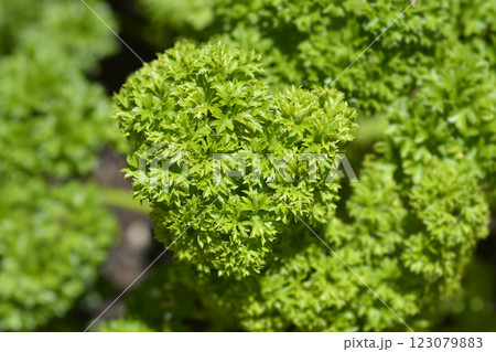 Curled parsly 123079883