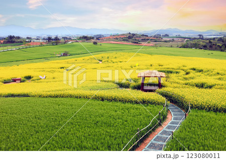 barley field 123080011