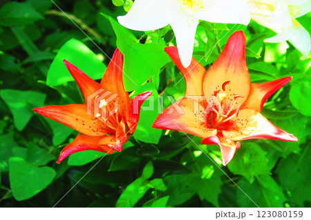 オレンジリリーの花のある風景 123080159