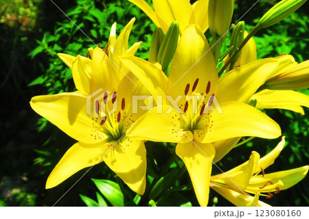 黄色いユリの花が満開の風景(スカシユリ) 黄色いユリの花が満開の風景(スカシユリ) 123080160