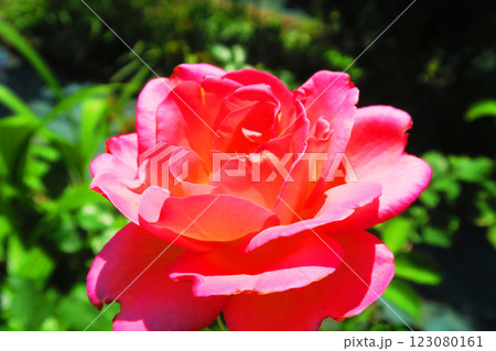 陽射しが当たったピンク色の一輪のバラの花の風景 陽射しが当たったピンク色の一輪のバラの花の風景 123080161