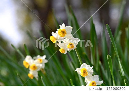 白い水仙の花 白い水仙の花 123080202