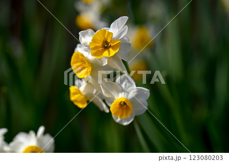 白い水仙の花 白い水仙の花 123080203
