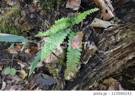 虎の尾には見えないトラノオシダ 虎の尾には見えないトラノオシダ 123080242