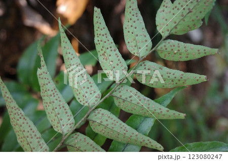 葉の裏側、薮に生え、蘇鉄のようにはを広げるシダのヤブソテツ 葉の裏側、薮に生え、蘇鉄のようにはを広げるシダのヤブソテツ 123080247