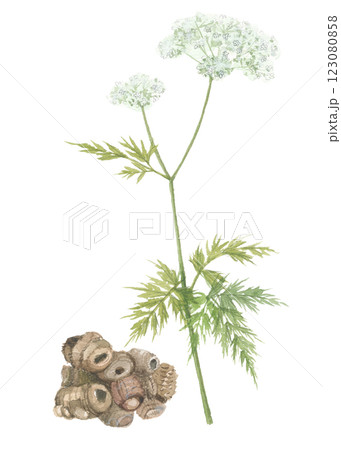 水彩で描いた川芎 センキュウ 花と根 水彩で描いた川芎 センキュウ 花と根 123080858