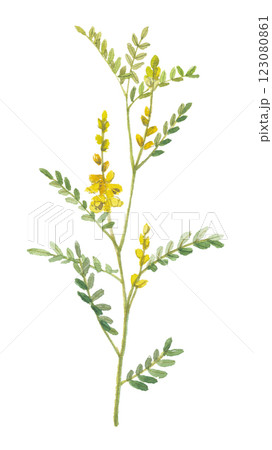 水彩で描いたセンナ 水彩で描いたセンナ 123080861