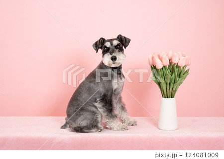ピンクバックとピンクのチューリップとミニチュアシュナウザー 123081009