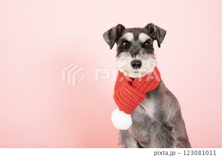 ピンクバックと赤いマフラーをしたミニチュアシュナウザー 123081011