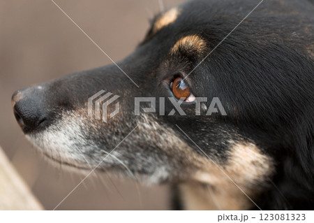 Muzzle of a black dog close-up Muzzle of a black dog close-up 123081323