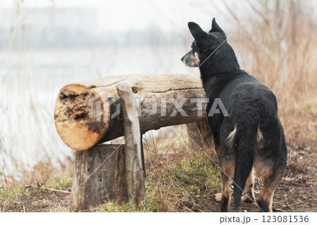 Dog looking at a pond while standing near a log bench Dog looking at a pond while standing near a log bench 123081536