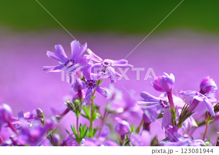 根小屋 花と緑と雪の里 芝桜(新潟県) 根小屋 花と緑と雪の里 芝桜(新潟県) 123081944