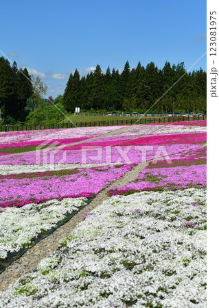 根小屋 花と緑と雪の里 芝桜(新潟県) 根小屋 花と緑と雪の里 芝桜(新潟県) 123081975