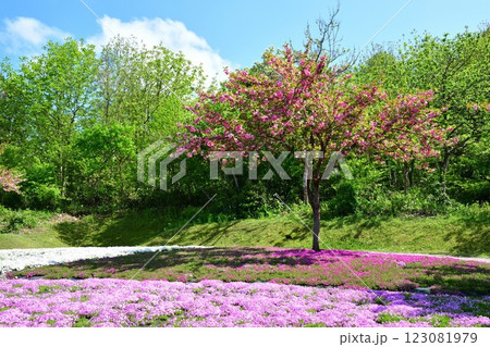根小屋 花と緑と雪の里　芝桜（新潟県） 123081979