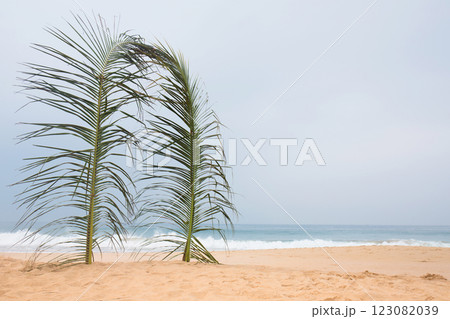 Two palm branches form a arch on the beach, with the Ocean in the background. 123082039