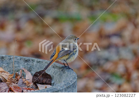 冬鳥ヒタキ科ジョウビタキ♀ 123082227
