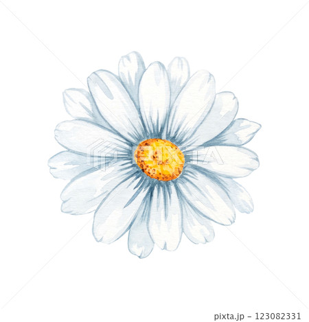 Chamomile, daisy, petal, bud watercolor set illustration isolated white background. Hand drawn floral botanical painting. Congratulations, wedding, greeting, invitation card, print Chamomile, daisy, petal, bud watercolor set illustration isolated white background. Hand drawn floral botanical painting. Congratulations, wedding, greeting, invitation card, print 123082331