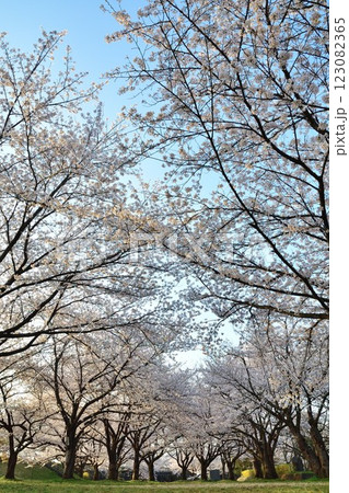 加治川治水公園の桜（新潟県） 123082365