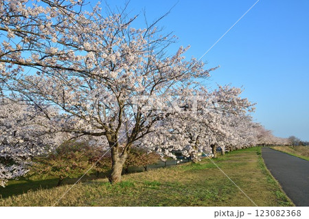 加治川治水公園の桜（新潟県） 123082368
