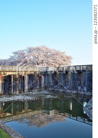 加治川治水公園の桜（新潟県） 123082371