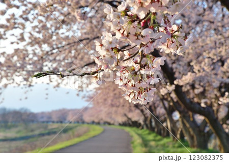 加治川治水公園の桜(新潟県) 加治川治水公園の桜(新潟県) 123082375