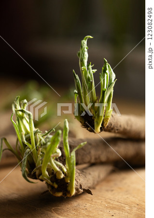 Sprouted shoots of scorzonera roots in a bunch on a table Sprouted shoots of scorzonera roots in a bunch on a table 123082498