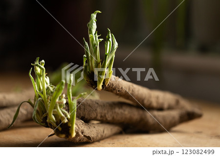 Sprouted shoots of scorzonera roots on a table 123082499