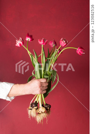 Man holding bouquet of pink tulips with bulbs 123082516