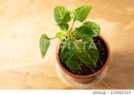 Pepper seedling in a pot 123082524